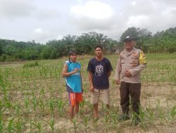 Bhabinkamtibmas Polsek Air Besar Pantau Perkembangan Tanaman Jagung Warga Binaan