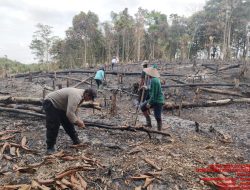 Ketahanan Pangan: KWT AIK TUMILA Tanam Jagung di Lahan 1 Hektar di Senakin