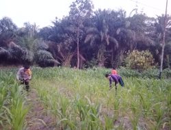 Dukung Ketahanan Pangan, Bhabinkamtibmas Polsek Sebangki Cek Progres Tanaman Jagung