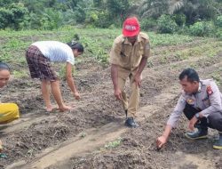 Bhabinkamtibmas Polsek Menjalin Gerakkan Warga Penanaman Pekarangan Pangan Bergizi