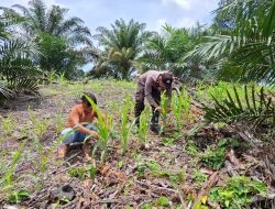 Bintara Pengerak Ketahanan Pangan Polsek Kuala Behe Cek Perkembangan Jagung