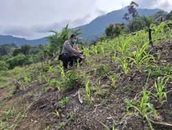 Dukung Pertanian, Polsek Sengah Temila dan Kelompok Tani Lakukan Pengecekan Jagung