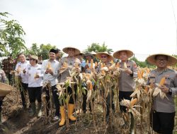 Panen Raya Jagung Hibrida, Kapolda Banten: Bentuk Nyata Upaya Bersama untuk Ketahanan Pangan
