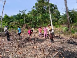 Bersama PPL Bhabinkamtibmas Polsek Kuala Behe Dampingi Petani Menanam Jagung