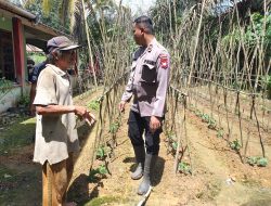 Bintara Penggerak Polsek Ngabang cek Pekarangan Pangan Bergizi Mandiri