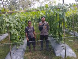 Kunjungi Petani, Bhabinkamtibmas Polsek Menjalin dukung Ketahanan Pangan