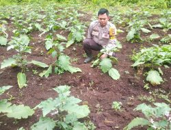 Bhabinkamtibmas Polsek Sebangki Monitoring Program P2B di Desa Sungai Segak