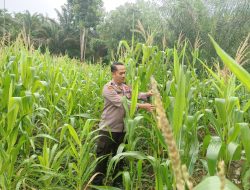 Polsubsektor Jelimpo Lakukan Perawatan Tumbuh Kembang Tanaman Jagung