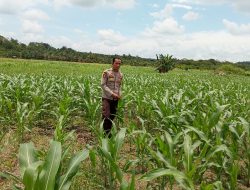 Bintara penggerak Polsek Mempawah Hulu Lakukan Pengecekan Tanaman Jagung Di Lahan Produktif