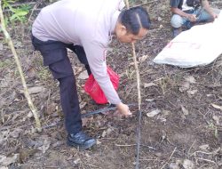 Penanaman Bibit Jagung Hibrida Mandiri di Desa Jelimpo Kecamatan Jelimpo