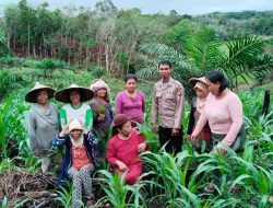 Polsek Sengah Temila Cek Perkembangan Tanaman Jagung di Dusun Sanyang Desa Keranji Mancal