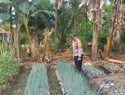 Bhabinkamtibmas Polsek Muara Padang Rawat Tanaman Bawang Merah di Desa Tirta Mulya