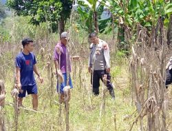 Dukung Ketahanan Pangan, Pamatwil Mempawah Hulu Pantau Penanaman Jagung dan Lahan Siap Tanam