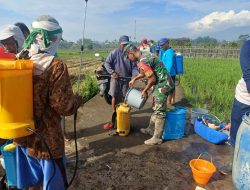 Gerdal Hama di Karangploso, Koramil 0818/Karangploso dan Petani Bergerak Lindungi Sawah dari Sundep dan Ulat