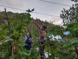 Dalam Rangka Mendukung Ketahanan Pangan Bintara Penggerak Desa Mandor Kiru cek Pekarangan Pangan Bergizi