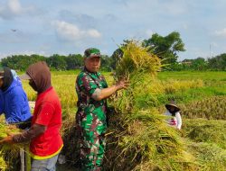 Sukseskan Ketahanan Pangan, Babinsa Bantu Petani Panen Padi