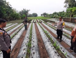 Dukung Ketahanan Pangan, Polsek Lengkong Pantau Pemanfaatan Lahan Perkarangan di Desa Sawahan