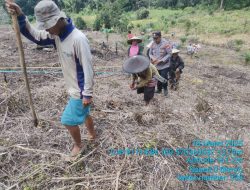 Sinergi Masyarakat dan Aparat, Tanam Jagung 1 Hektar di Desa Andeng Berlangsung Sukses