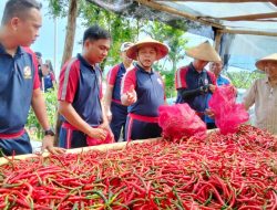 Kepala Zona Bakamla Tengah Pimpin Panen Perdana Cabai di Lahan Mako Baru