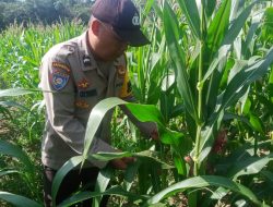 Bhabinkamtibmas Polsek Air Besar Dukung Ketahanan Pangan Lewat Peninjauan Tanaman Jagung