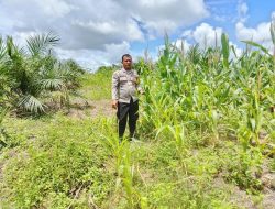 Bhabinkamtibmas Cek Progres Tanam Jagung KWT Raya Abadi Desa Mandor