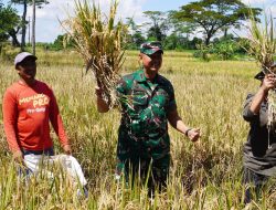 Dandim Boyolali Hadiri Vidcon Bersama Presiden RI Dan Juga Panen Di Desa Nepen Teras