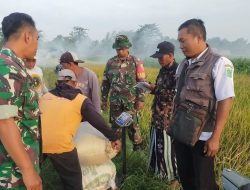 Danramil 0819/2 Pohjentrek Dampingi Penyerapan Gabah Petani oleh Bulog di Desa Sungi Wetan