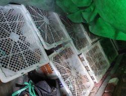 Pengiriman Ratusan Burung Ilegal ke Bali Digagalkan di Pelabuhan Lembar