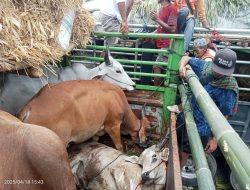Puluhan Truk Ternak Sapi Terlantar di Pelabuhan: Gubernur NTB diminta Turun Tangan dan Sediakan Air Bersih