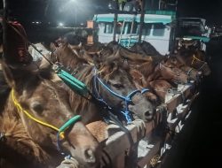 Karantina NTB Gagalkan Pengiriman Puluhan Ekor Kuda Betina ke Sulawesi Selatan