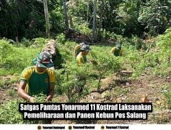 Satgas Pamtas Yonarmed 11 Kostrad Laksanakan Pemeliharaan dan Panen Kebun Pos Salang