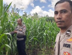 Pamatwil Ngabang – Jelimpo Lakukan Pengecekan Tumbuh Kembang Tanaman Jagung