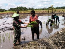 Semangat Babinsa Kimaam Bantu Petani Wujudkan Swasembada Pangan