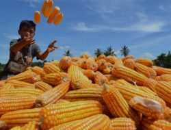 1.700 ton Jagung serapan Bulog Bima Mandek di Gudang, Komoditas Terancam Rusak dan Dijual Rugi, Negara Boncos milyaran rupiah