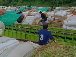 Peternak Sapi Marah, 4 Hari Telantar di Pelabuhan! Gubernur NTB Turun Tangan Atasi Krisis di Pelabuhan Gili Mas