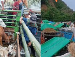 Tragedi Antrean Hewan Kurban Gili Mas, Sudah Bayar Rp1,4 Juta ke ekspedisi, Peternak Kaget Diminta Ongkos Tambahan