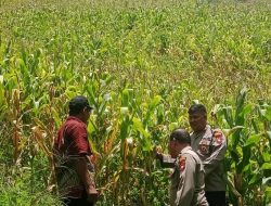 Bintara Penggerak Desa Bilayuk Dampingi Pamatwil Lakukan Progres Penanaman Jagung