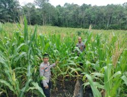 Ketua Bidang Wilayah Meranti dan Bintara Penggerak Cek Perkembangan Tanaman Jagung