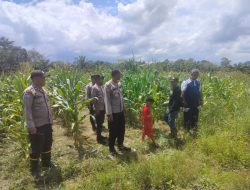 Polsek Air Besar Dampingi Pamatwil Ketahanan Pangan Tinjau Lokasi Siap Panen