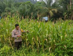 Hari Libur Bukan Halangan, Polisi Tetap Dampingi Petani Cek Progres Tanaman Jagung