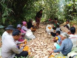 Bintara Penggerak Ketahanan Pangan Menghadiri Panen Perdana Jagung di Desa Bilayuk