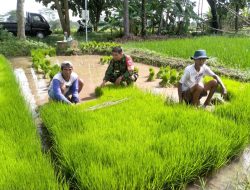 Babinsa Teras Aktif Membantu Poktan Ngudi Luhur Dalam Ketahanan Pangan