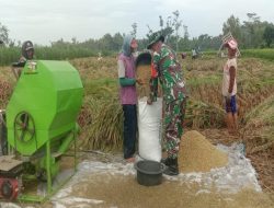 Babinsa Karangbendo Bantu Petani Panen Padi, Dampingi Penyerapan Gabah Di Kecamatan Ponggok