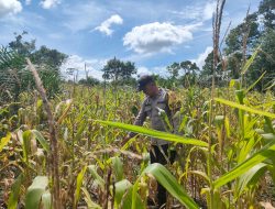 Polsek Mandor Melaksanakan Pengecekan Penanaman Tanaman Jagung di Desa Pongok