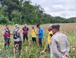 Kapolsek Meranti Turun Langsung Cek Lokasi Tanaman Jagung Hibrida