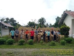 Kapolsek Sengah Temila Hadiri Panen Jagung Perdana Bersama Petani