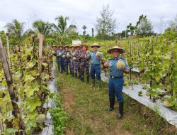 Panen Perdana Melon, Wujud Nyata Dukung Ketahanan Pangan Nasional