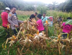 Kapolsek Sebangki Hadiri Panen Perdana Jagung di Lahan 1 Hektare