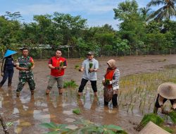 Percepat Masa Tanam, Babinsa Desa Olakalen Bersama Mantri Tani Dan PPL Dampingi Petani Tanam Padi