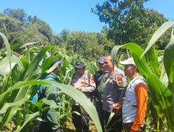 4,3 Ha Lahan Jagung Di Kecamatan Sompak Siap Panen di Bulan Mei 2025